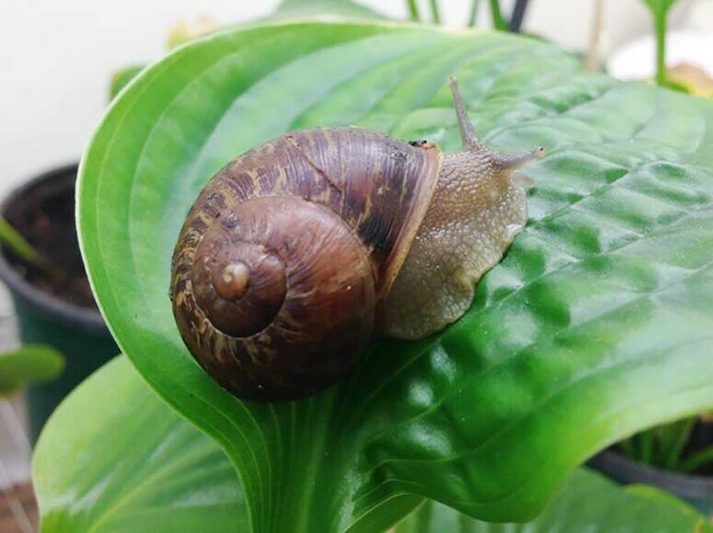 Western Innovator: On the trail of invasive slugs and snails