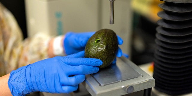 Researchers develop AI tool to predict avocado freshness | East