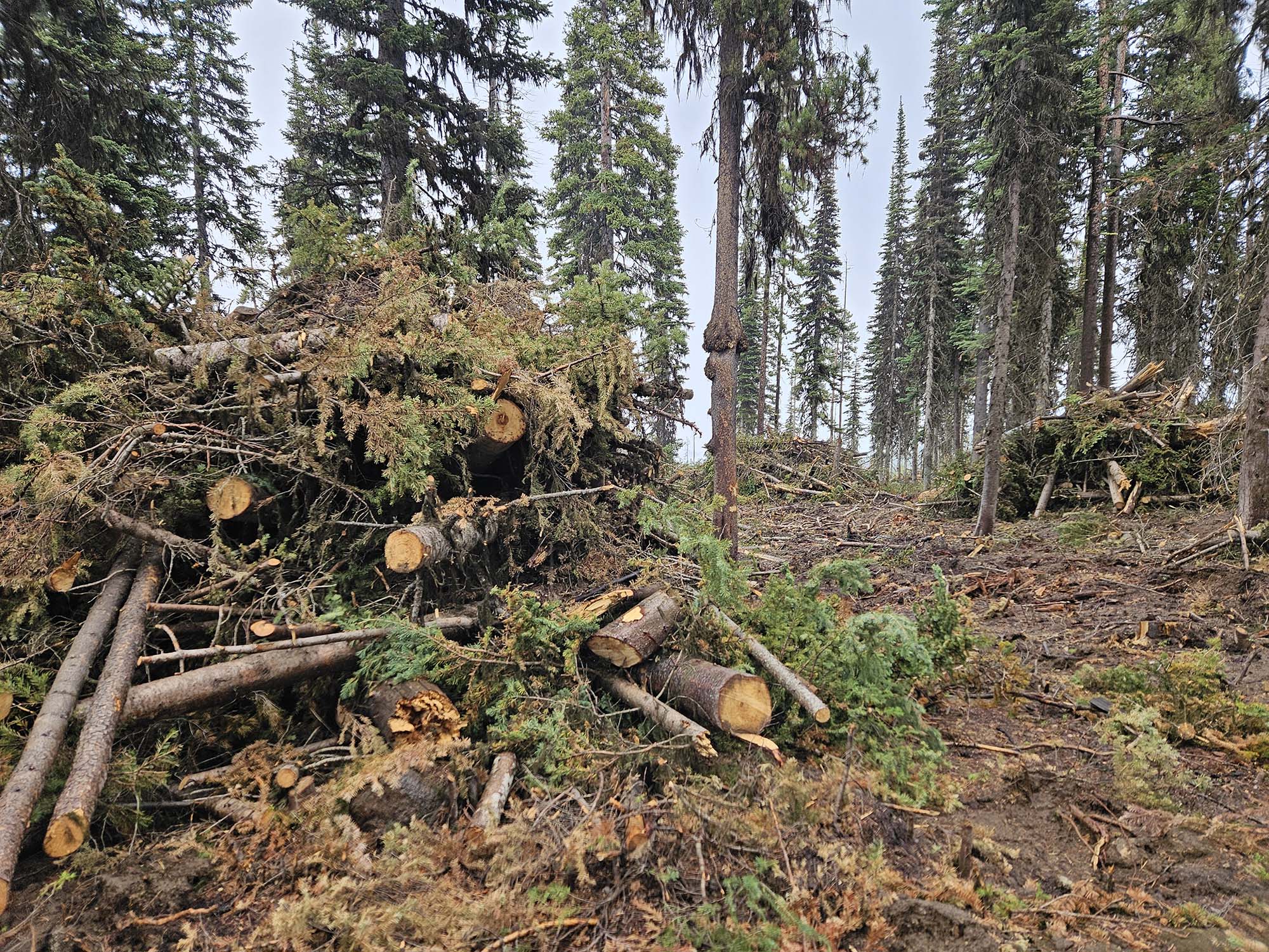 Oregon’s Jeff Merkley and Ron Wyden, 10 other Democratic senators, question Forest Service chief about wildfire risk reduction work