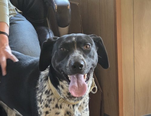 Dogs abandoned in snowy mountains in 2024 now all have homes